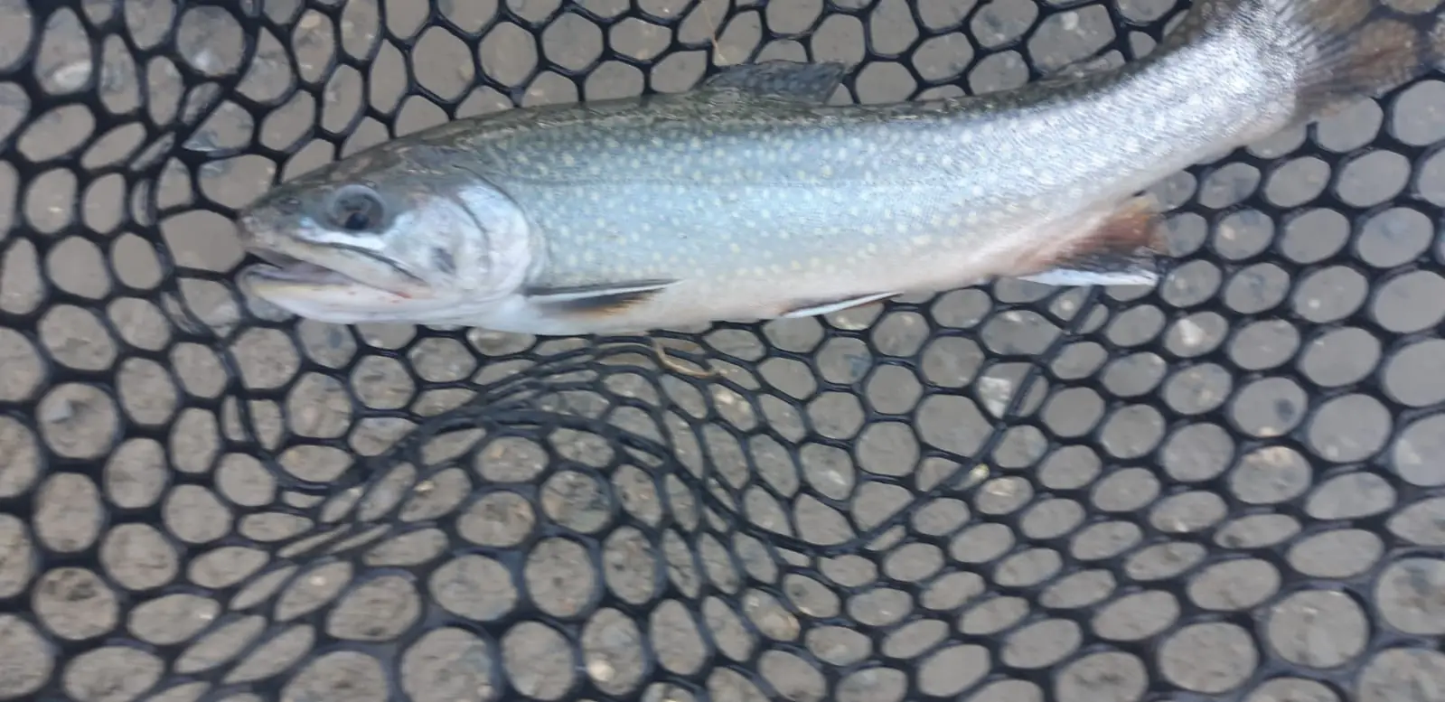 Salmerino alpino nel guadino, pescato in un lago del Parco dell'Adamello